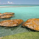 bacalar