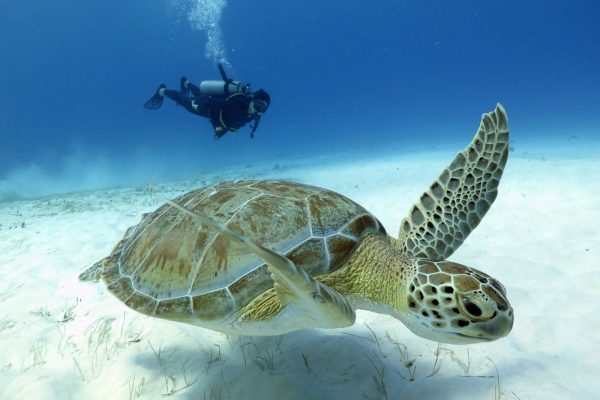 tartaruga em isla mujeres