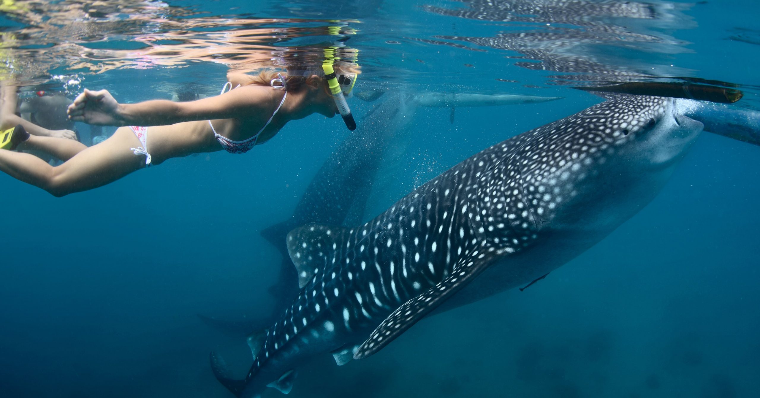 tubarão baleia em cancún