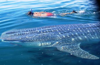 nadar com tubarão baleia