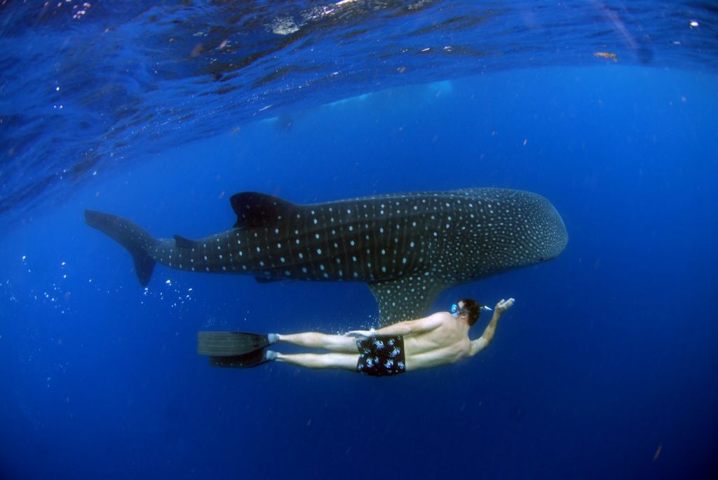 Nadar em holbox