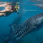 tubarão baleia em cancún